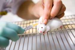 Read more about the article Essay on Animal Testing